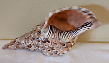 Exquisite Triton Trumpet Conch Snail Shell 10