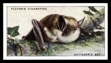 1939 Players Cigarette Animals Countryside Card #7 Natterer's Bat picture