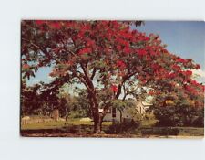 Postcard Florida's Royal Poinciana Tree USA North America picture