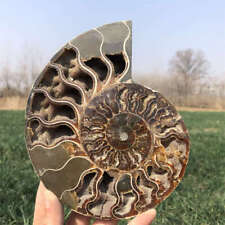 510g Natural Ammonite Fossil Quartz Crystal Specimen Reiki Healing picture