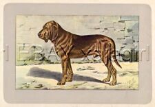 DOG Bloodhound (St Hubert Hound), Rare Antique 100-Year-Old French Dog Print picture