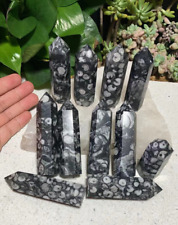 wholesale 11pcs2.8''-3.8'' 2.2Lb Natural fossilised ammonite stone tower Healing picture