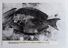 1990 Fort Lauderdale FL Two Bill's Seafood Blue Tang Fish Vintage Press Photo picture