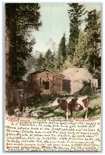 1902 Mountain Alpine Landscape Zermatt Switzerland Posted Antique Postcard picture