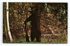 Black Bear The North American Black Bear Vintage Postcard picture