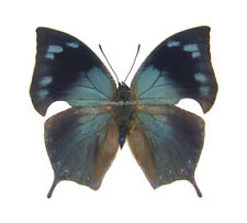 Unmounted Butterfly/Nymphalidae - Memphis acidalia memphis, male, Peru picture