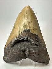 Megalodon Shark Tooth 5.84” Huge - Authentic Fossil - Amazing 17813 picture