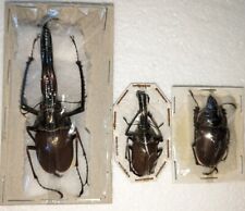 Chiasognathus grantii, 1 Trio of over 75mm, very scarce stag beetle from Chile picture