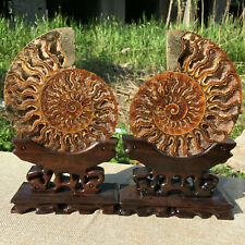 Two Pairs Natural ammonite fossil conch Crystal specimen healing Reiki+stand 4pc picture