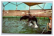 Postcard St. Petersburg Beach Florida Aquarium picture
