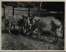1950 Press Photo Donkeys - nee45598 picture