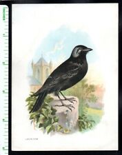 JACKDAW BLACK BIRD SITS ON WALL c1880's VICTORIAN ADVERTISING TRADE CARD NO AD picture