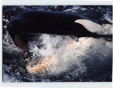 Postcard Having a Whale of a time on the Pacific Coast USA picture