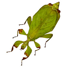 Green Leaf Insect (Phyllium mamasaense) (F) Indonesian Entomology Specimen picture