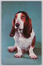 Postcard I swear I didn't do it Bassett Hound Dog Puppy picture