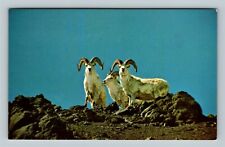 Animals -Alaskan Dall Sheep, All White, Hoofed Large Mammals Vintage Postcard picture