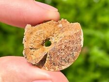 Texas Fossil Ammonite Engonoceras sp. Cretaceous Age Pawpaw Formation picture