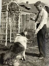 AxF) Found Photograph 1920s-30s Man Training Large Lassie Type Rough Collie picture