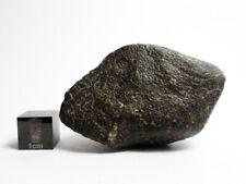 NWA 869  Meteorite 58.58g Fully Crusted, Beautifully Shaped picture