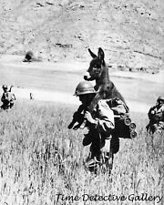 Soldier Carrying a Donkey - Historic Photo Print picture