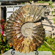5.20lb Rare Large Natural Conch Ammonite Fossil Crystal Mineral Specimen Reiki picture