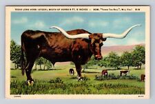 Texas Long Horn Steer, Now Throw The Bull, Will You, Antique Vintage Postcard picture