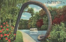 Postcard FL Silver Springs Horseshoe Palm Posted 1950 Linen Vintage PC J8946 picture