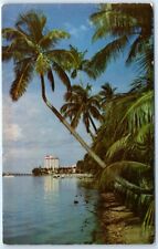 Postcard - Tall coconut trees along the Lake Trail - Palm Beach, Florida picture
