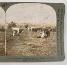 Stereoview Keystone 20844 Argentines Famous Cattle Range La Plata Argentina (O) picture