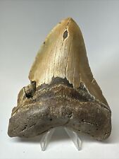 Megalodon Shark Tooth 5.11” Huge - Authentic Fossil - Natural 18101 picture