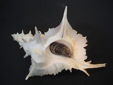 Collector Fave...(Murex) SIRATUS ALABASTER~153.3mm~Philippine SEASHELL picture