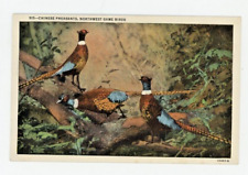 Vintage Animal  Postcard  BIRDS     CHINESE PHEASANTS    LINEN    UNPOSTED picture