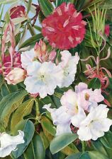 Flowers of Two Indian Rhododendrons by Marianne North (1830-1890) --POSTCARD picture