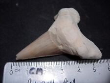#T-14 Shark tooth fossil of a real Otodus Obliquus over 60 million years old picture