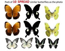 10 Real Butterflies Open Wings Assorted Insect Dried Butterfly Specimen picture