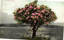 Vintage Postcard- A Rose Tree Early 1900s picture