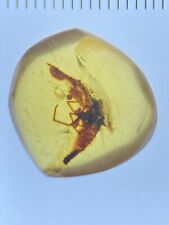 Beautiful Spider on Leaf Remains, Fossil In Genuine Burmite Amber, 98MYO picture