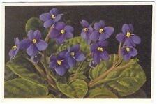 Vintage Flowering Plants Chrome Postcard Purple Violets picture