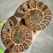1.4 LB A pair of Natural Rainbow Ammonite Fossil slice healing Madagascar W5190 picture