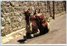 Postcard - Camel picture