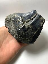 Large Aceratherium Primitive Fossil Tooth / Beautiful Amazing genuine picture