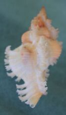 murex banksii albinistic 47mm super caught in 100 meters deep PS Sept 118 2022  picture