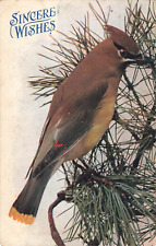 1909 Sincere Wishes Nature Bird Postcard 5.5