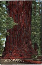 1940s BIG BASIN CALIFORNIA GIANT TREE FATHER OF FOREST LINEN POSTCARD 42-249 picture
