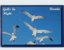 Postcard Gulls in Flight Florida USA picture