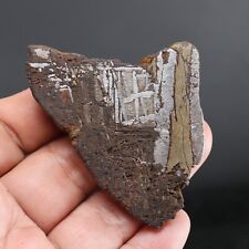 33g  muonionalusta meteorite slice  0218 picture