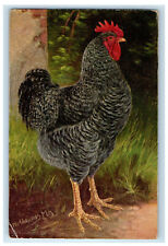 c1910 Prize Poultry, Plymouth Rock Cock Unposted Oilette Tuck Art Postcard picture