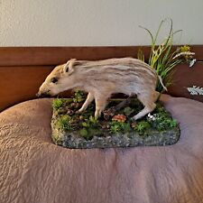 Taxidermy, very big young wilboar, piglet, full body mount, very large marcassin picture