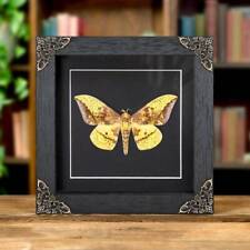 Imperial Taxidermy Moth in Baroque Style Frame (Eacles imperialis) picture