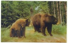  Brown Bear Postcard picture